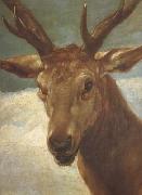 Diego Velazquez Head of a Stag (df01) Spain oil painting artist